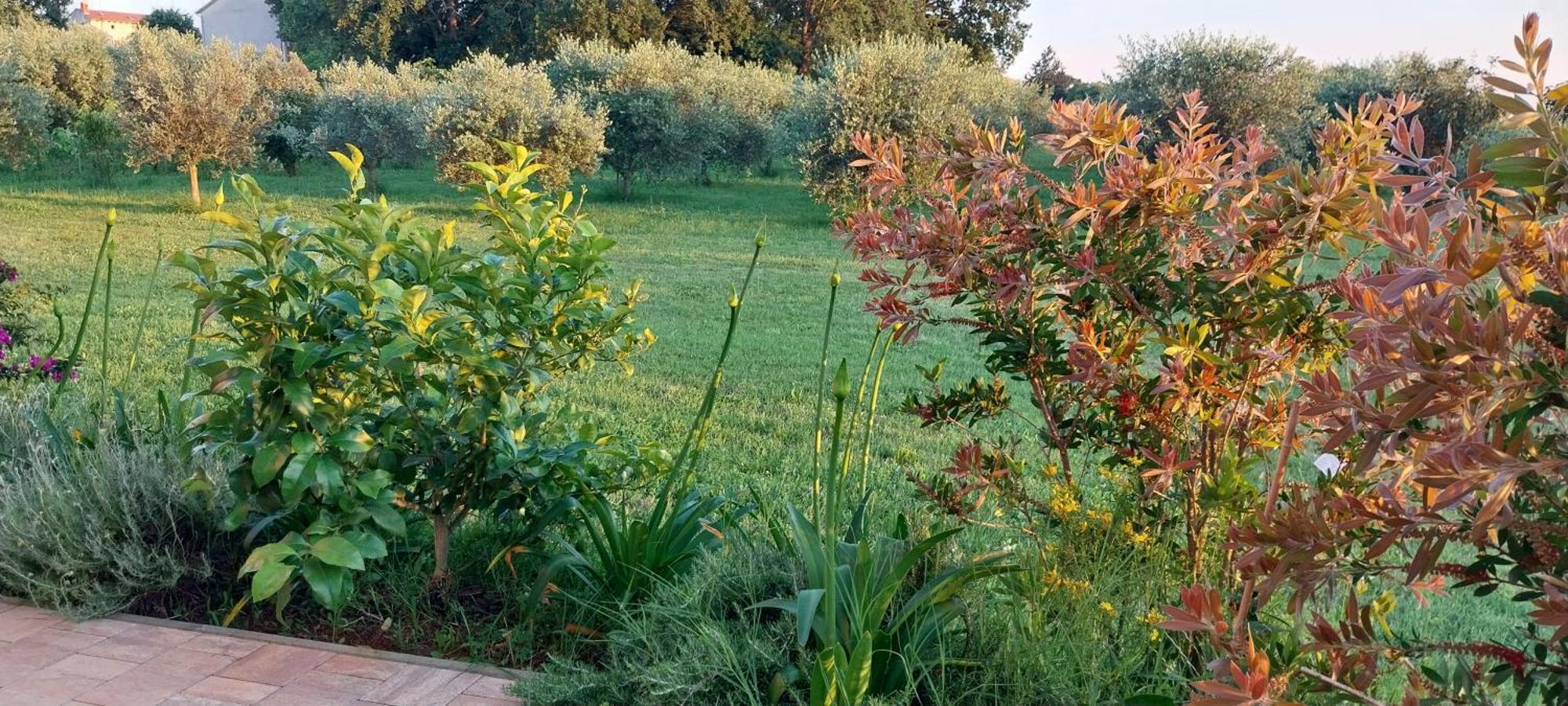 Vila Dubravka - Schoen Und Komfortabel Inmitten Von Olivenbaeumen Und Weinbergen Mit Whirlpool Valtura Exterior foto