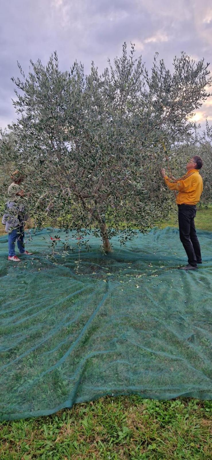 Vila Dubravka - Schoen Und Komfortabel Inmitten Von Olivenbaeumen Und Weinbergen Mit Whirlpool Valtura Exterior foto